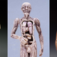 Illustration for article titled 29 Anatomical Models That Will Haunt Your Dreams Tonight